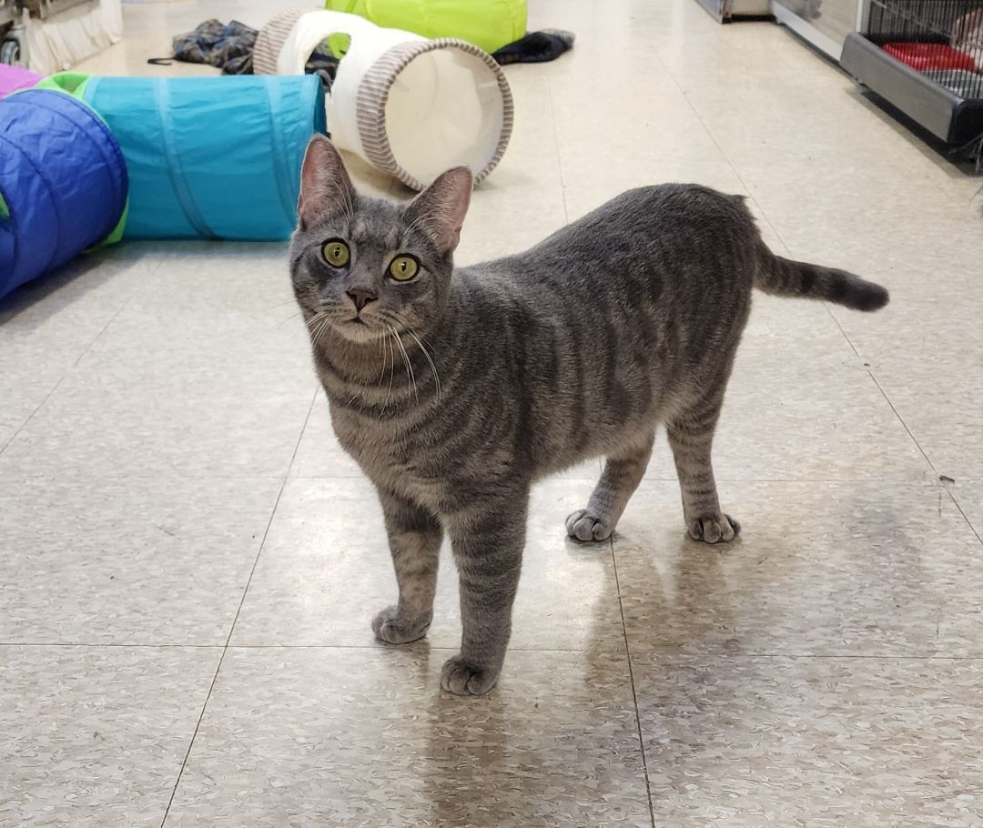 Enlarge Duncan, a Adoptable Tabby in Washingtonville, NY image 3/4