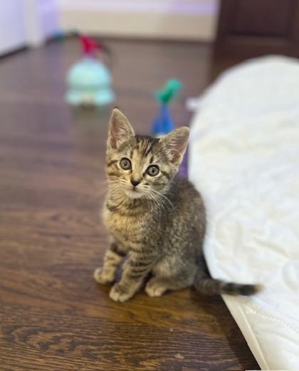 Peridot, Adoptable, Kitten Female Domestic Short Hair & Domestic Short Hair.