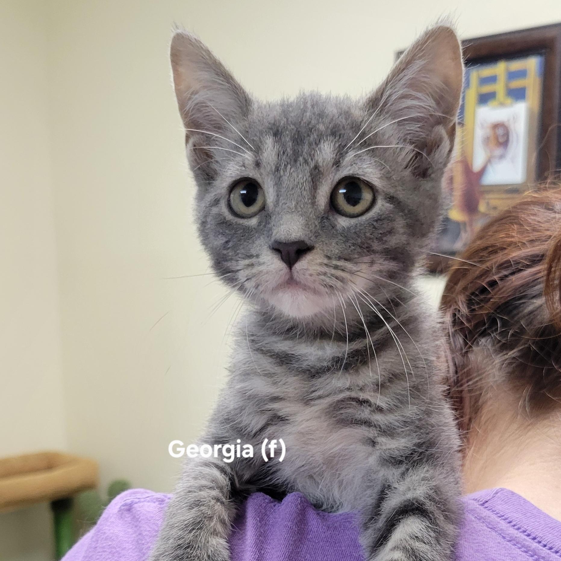Enlarge Georgia, a Adoptable Domestic Short Hair in Mazon, IL image 1/1
