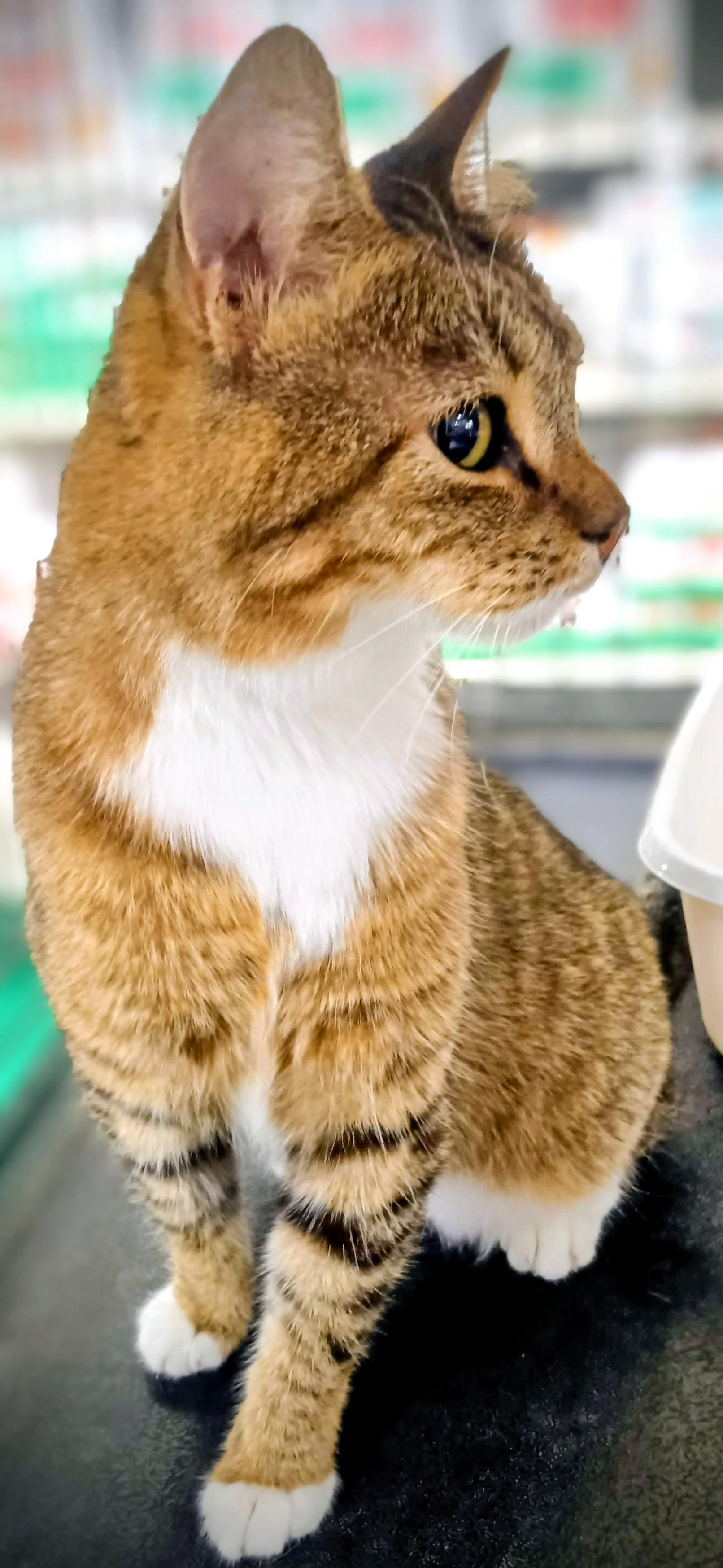 Enlarge Gipsy Chino PetSmart, a ADOPTABLE Domestic Short Hair in Yorba Linda, CA image 2/4