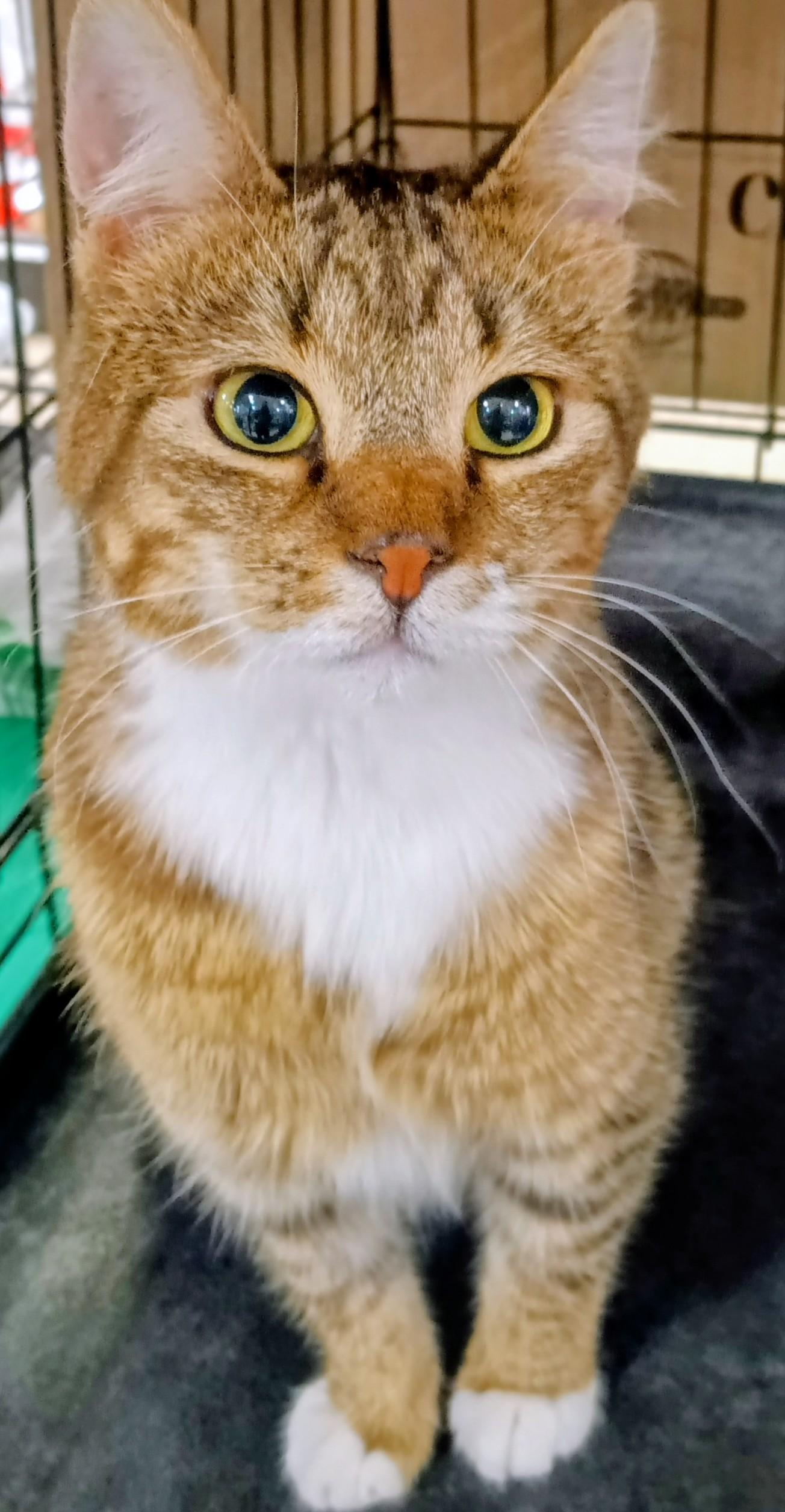 Enlarge Gipsy Chino PetSmart, a ADOPTABLE Domestic Short Hair in Yorba Linda, CA image 4/4