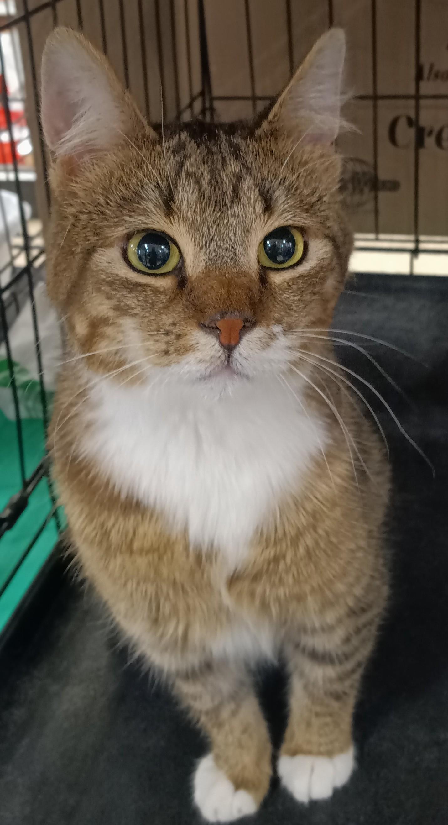 Enlarge Gipsy Chino PetSmart, a ADOPTABLE Domestic Short Hair in Yorba Linda, CA image 3/4