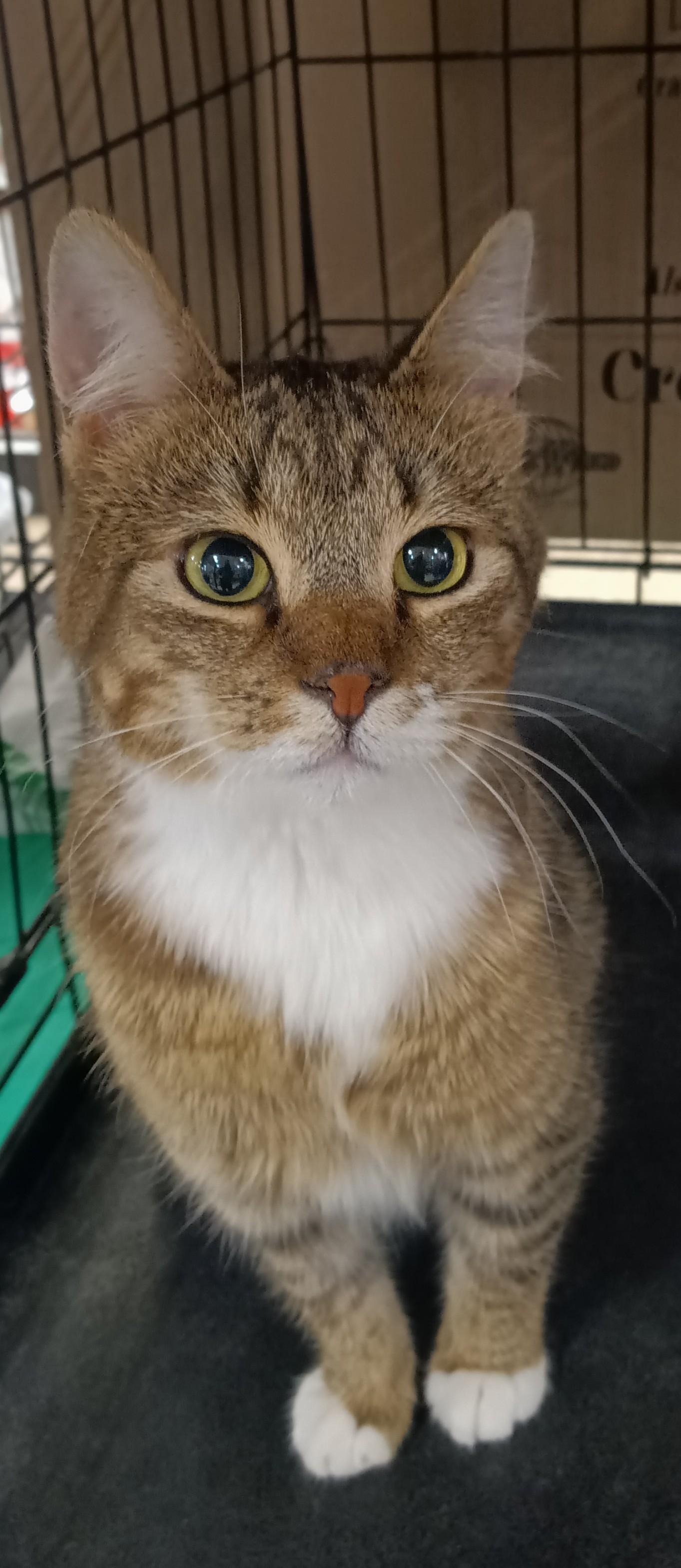Enlarge Gipsy Chino PetSmart, a ADOPTABLE Domestic Short Hair in Yorba Linda, CA image 1/4