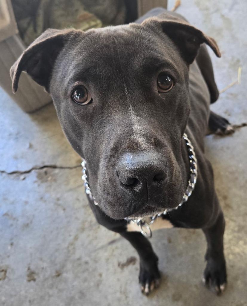 Enlarge Jason, a Adoptable mixed breed in Saint Clairsville, OH image 1/2