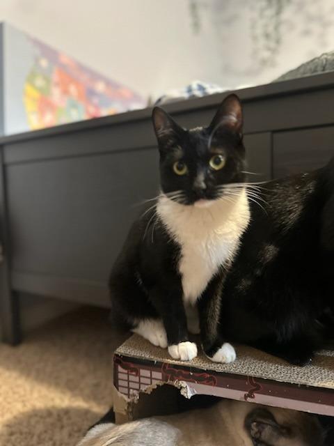 Davida, Adoptable, Young Female Domestic Medium Hair.