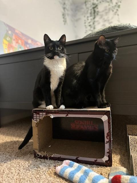 Enlarge Davida, a Adoptable mixed breed in Salt Lake City, UT image 2/4