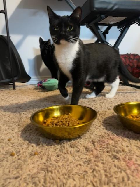 Enlarge Davida, a Adoptable mixed breed in Salt Lake City, UT image 3/4