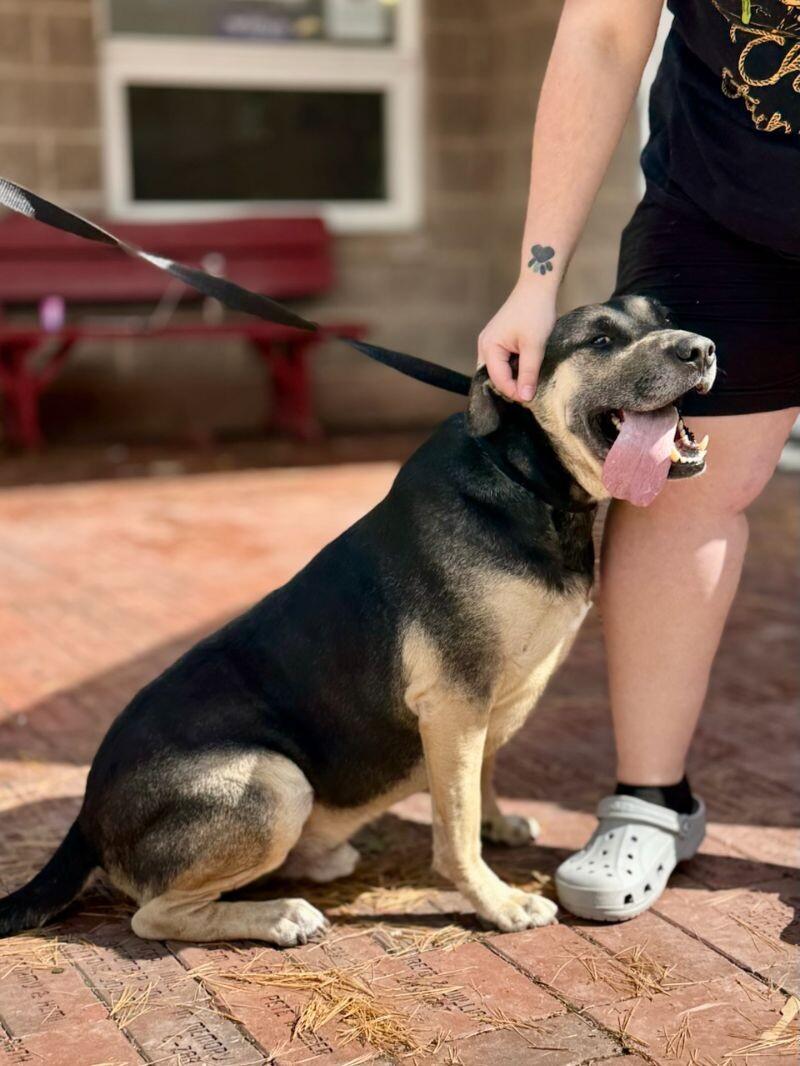 Enlarge Robert, a Adoptable mixed breed in Wooster, OH image 1/3