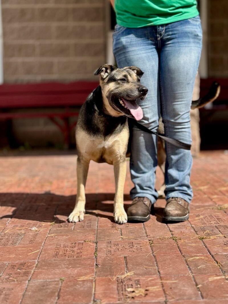 Enlarge Robert, a Adoptable mixed breed in Wooster, OH image 2/3