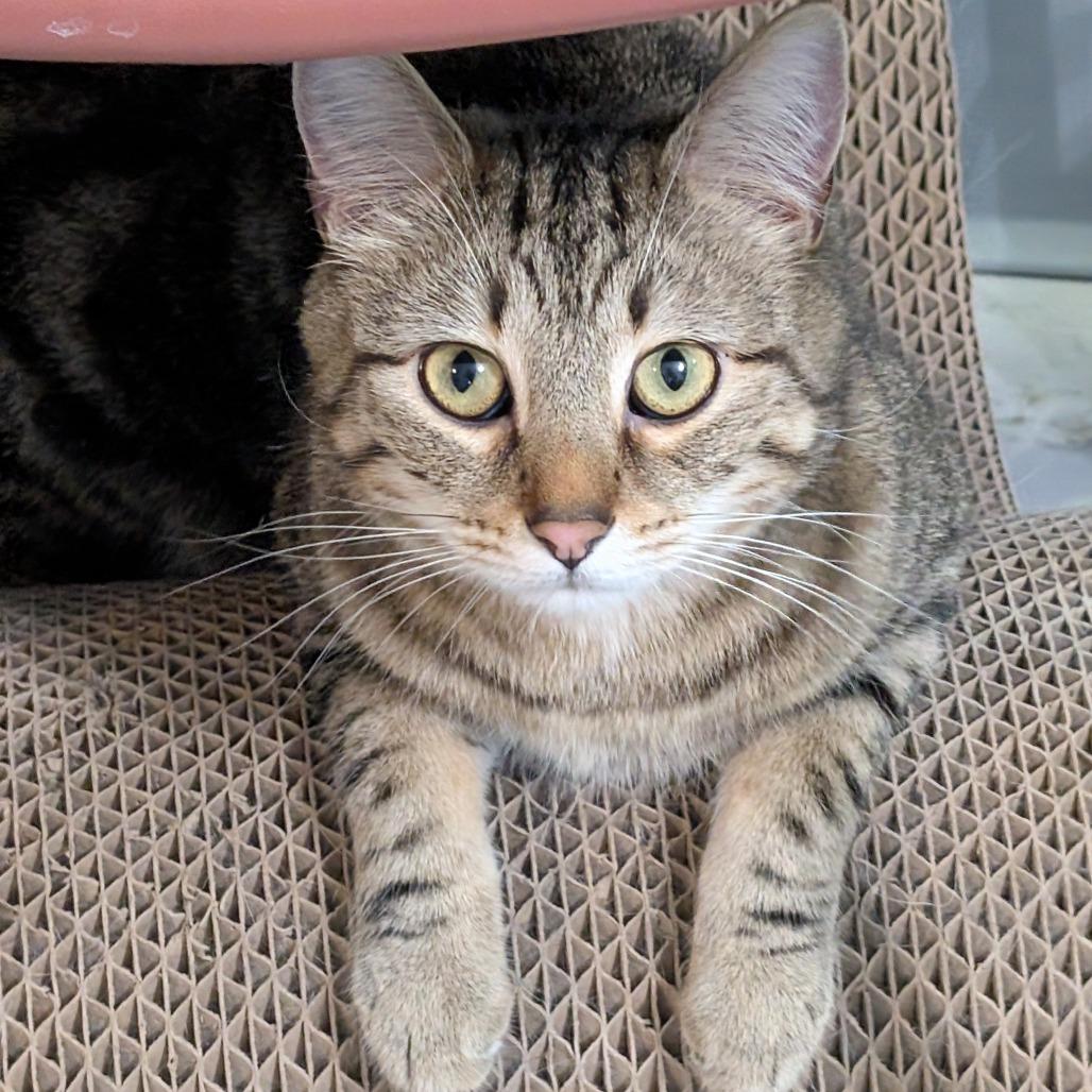 Enlarge Beaver, a Adoptable Domestic Short Hair in McKean, PA image 1/6