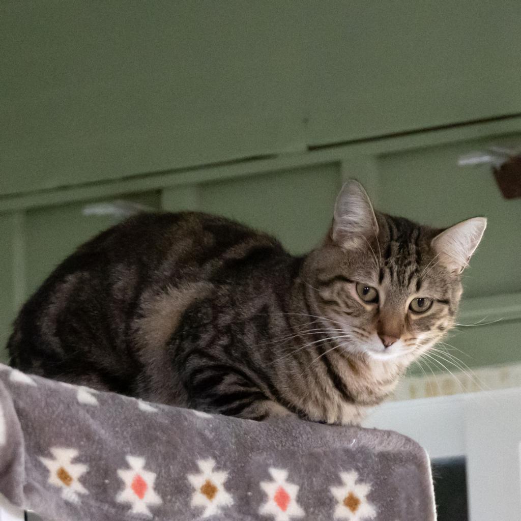 Enlarge Beaver, a Adoptable Domestic Short Hair in McKean, PA image 2/6