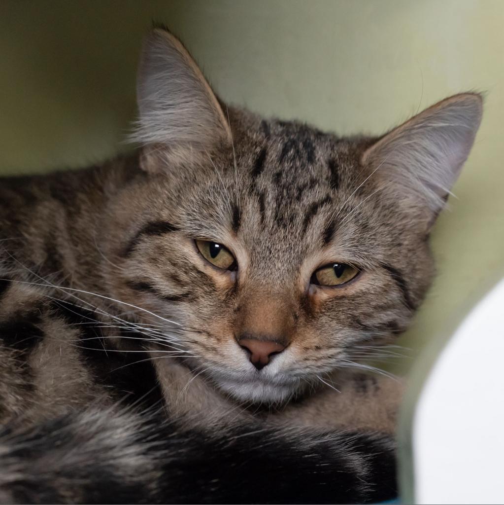 Enlarge Beaver, a Adoptable Domestic Short Hair in McKean, PA image 3/6