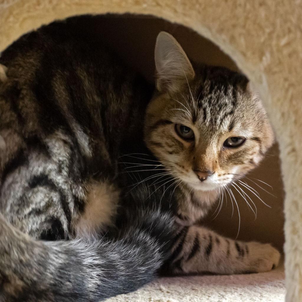Enlarge Beaver, a Adoptable Domestic Short Hair in McKean, PA image 5/6