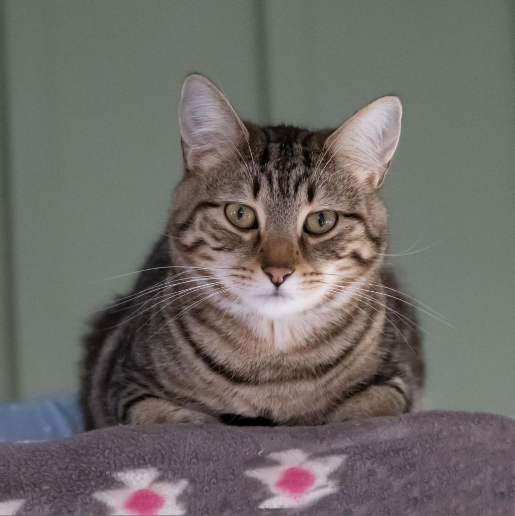 Enlarge Beaver, a Adoptable Domestic Short Hair in McKean, PA image 6/6