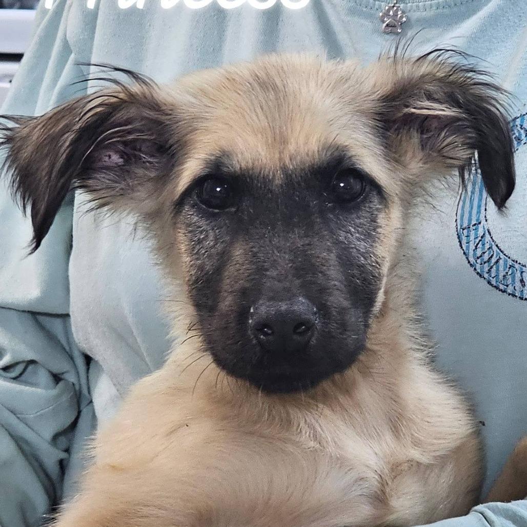 Princess, Adoptable, Puppy Female Belgian Shepherd / Malinois & Mixed Breed.