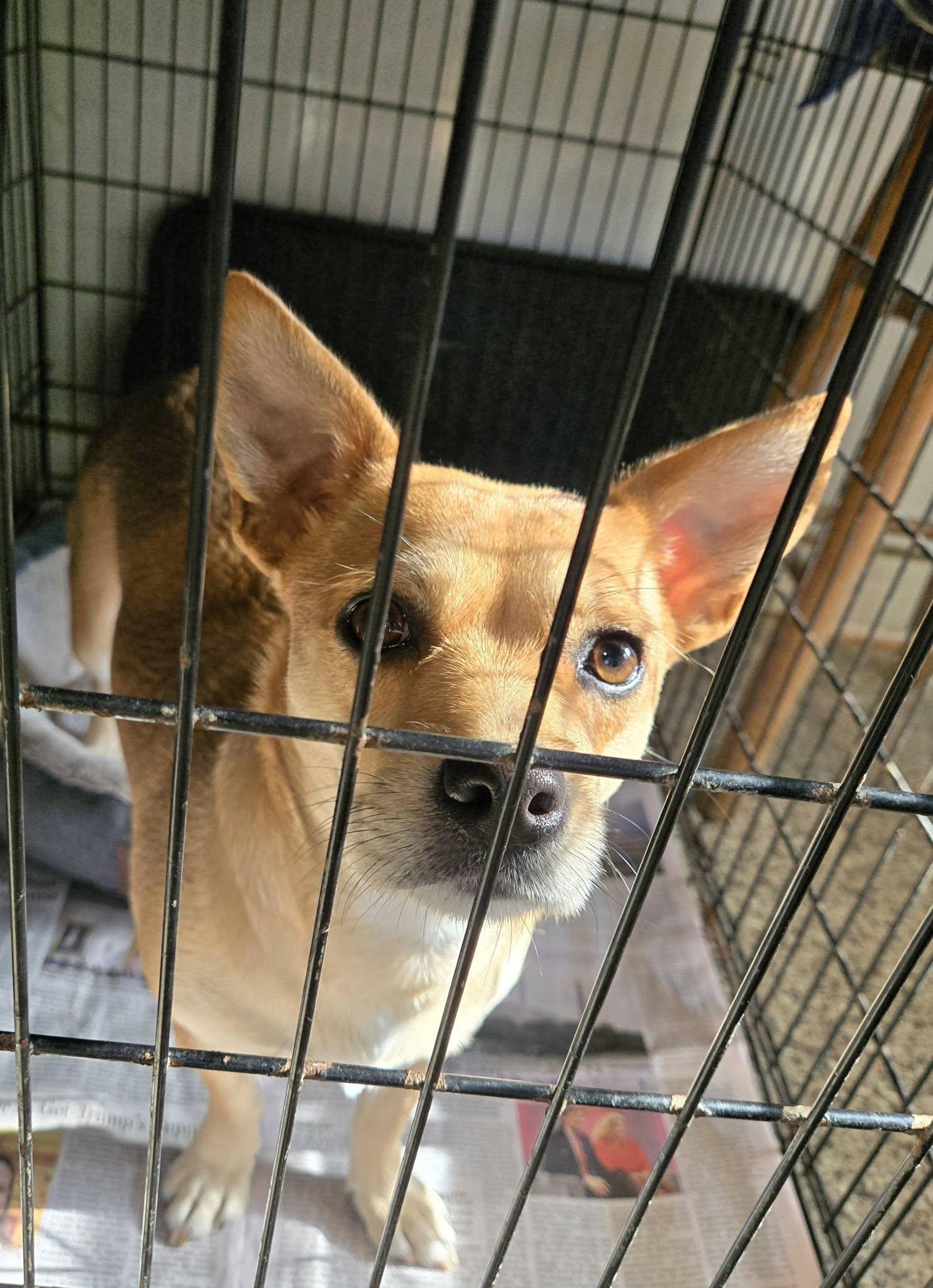 Tiny Coconut thumbnail 2