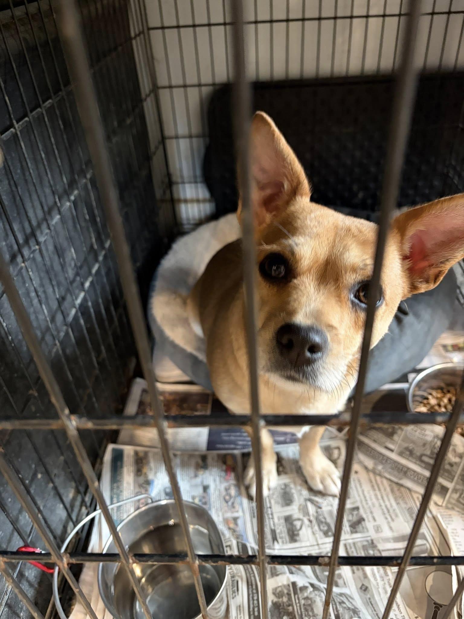 Tiny Coconut thumbnail 3