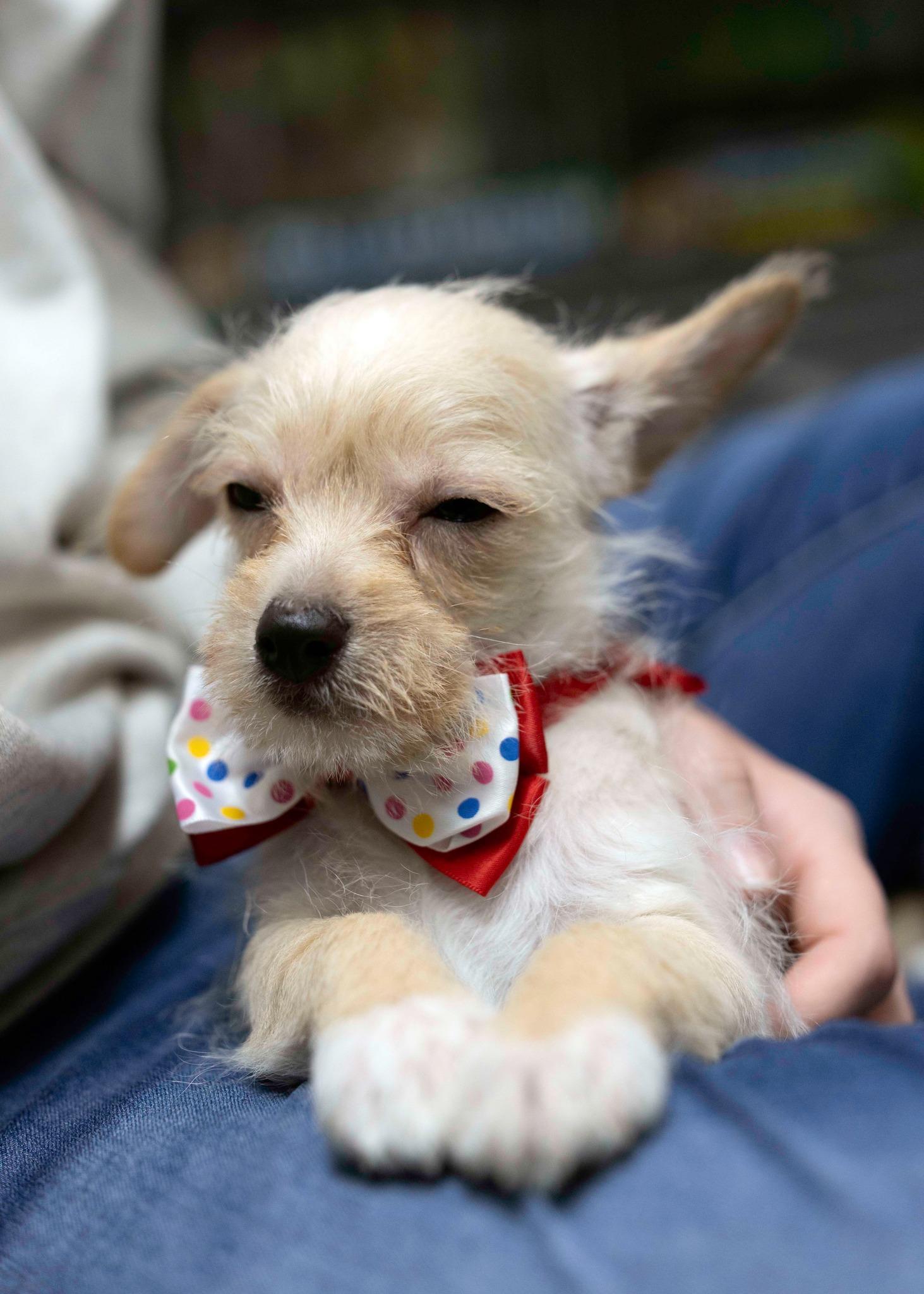 Gamma, Adopted, Young Male Chihuahua & Border Terrier.