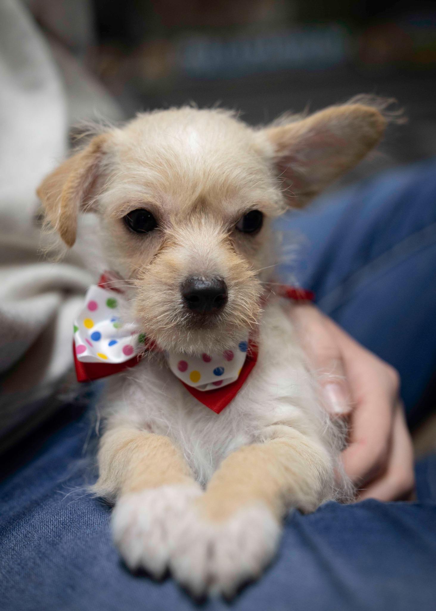 Gamma, a Adopted mixed breed in West Richland, WA image 2/4
