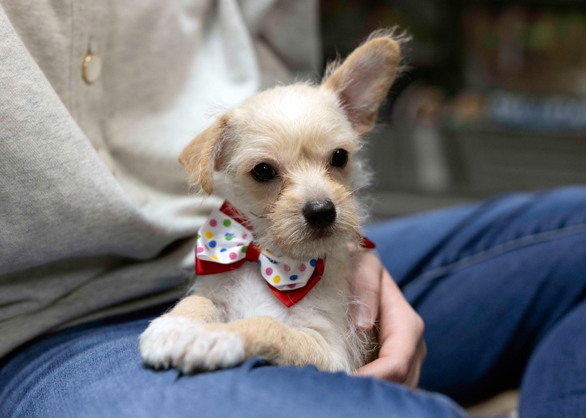 Gamma, a Adopted mixed breed in West Richland, WA image 3/4