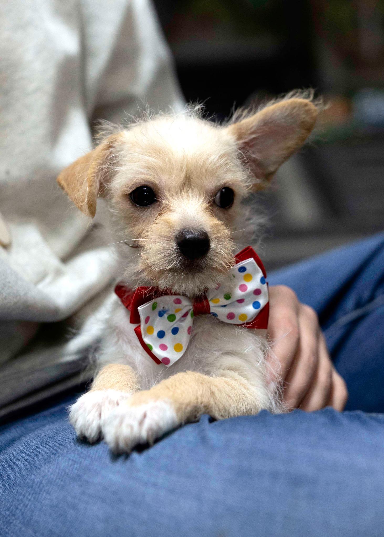 Gamma, a Adopted mixed breed in West Richland, WA image 4/4