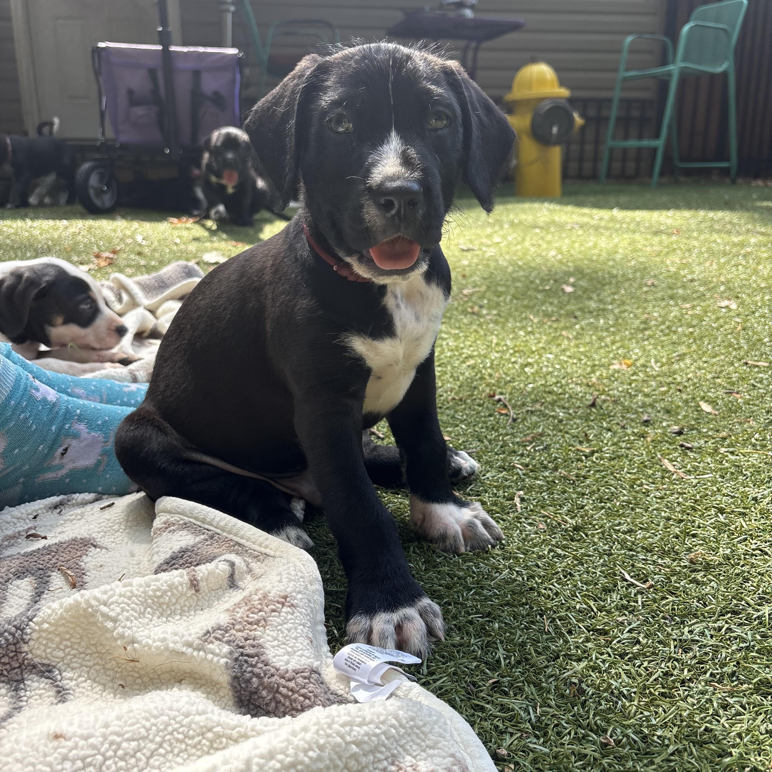 Legacy, an adopted mixed breed in Charlotte, NC image 3/4
