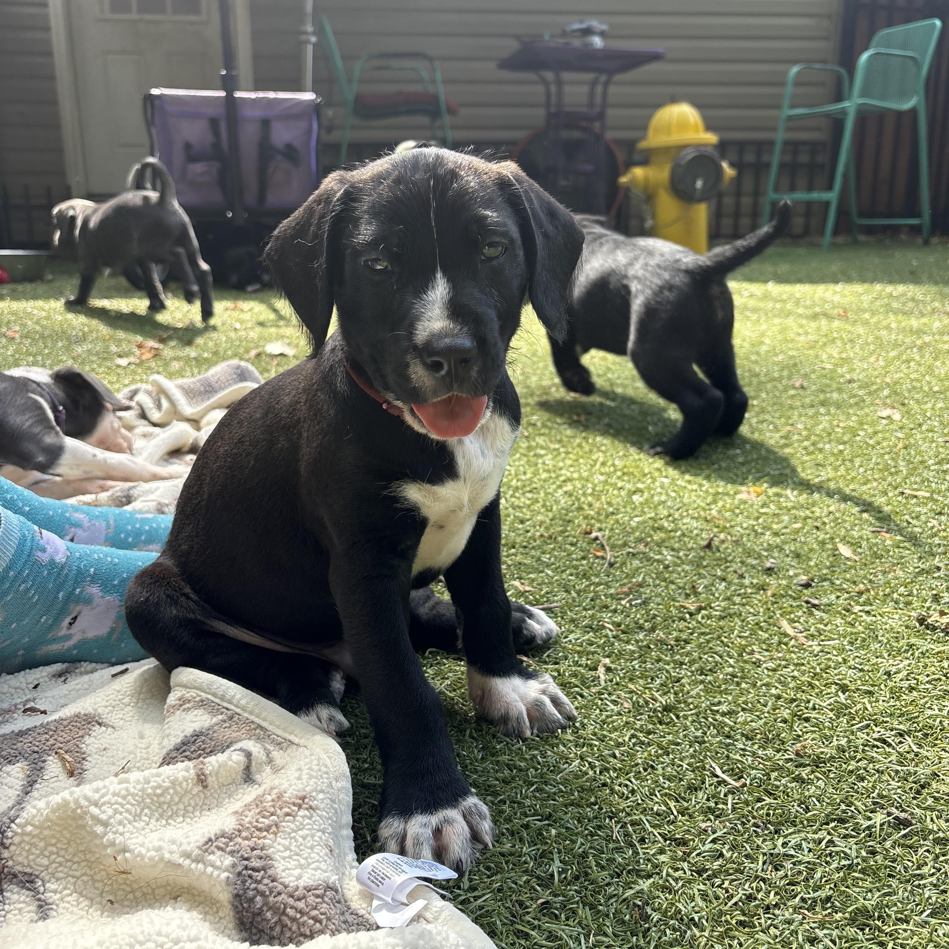 Legacy, an adopted mixed breed in Charlotte, NC image 2/4