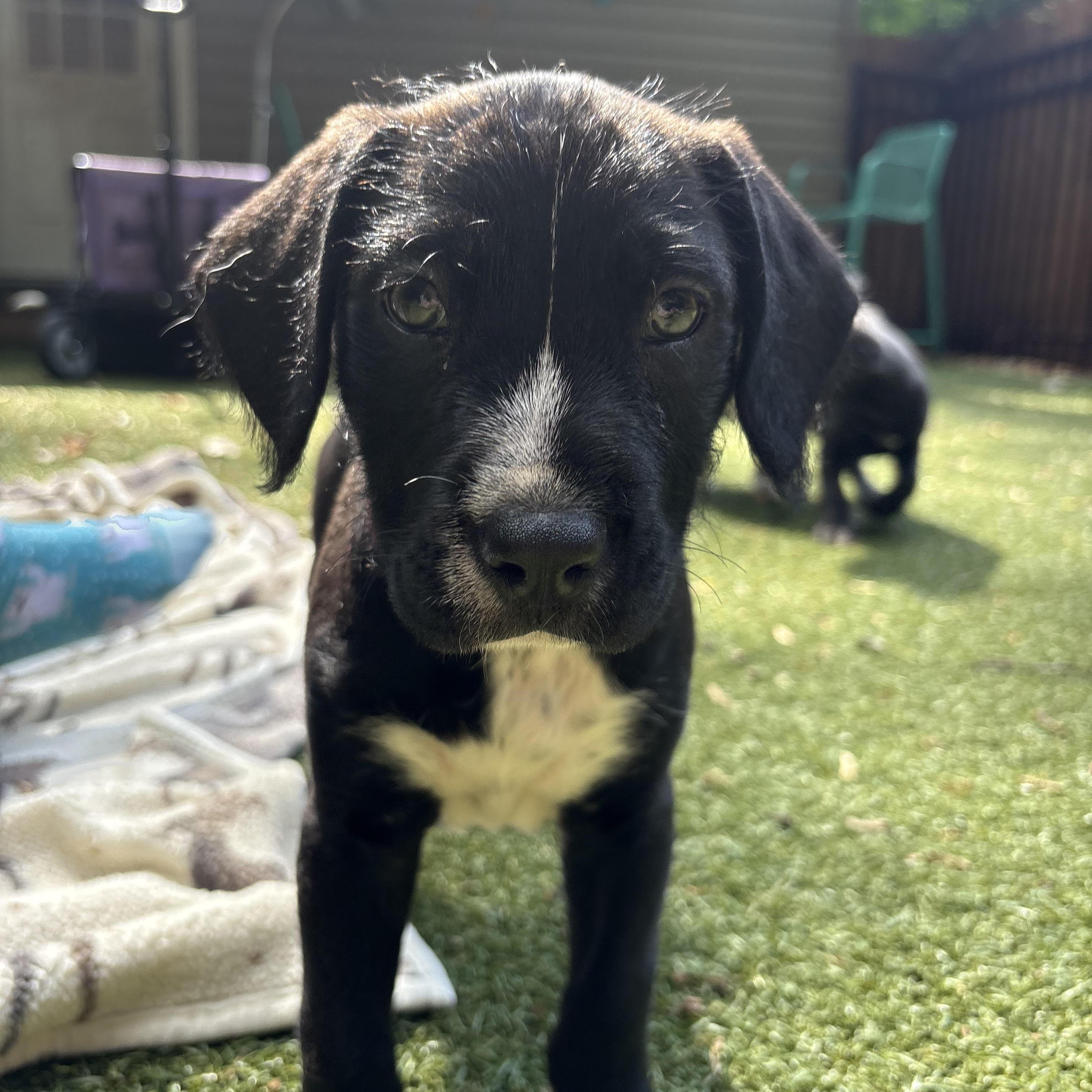 Legacy, adopted, Puppy Male Border Collie.