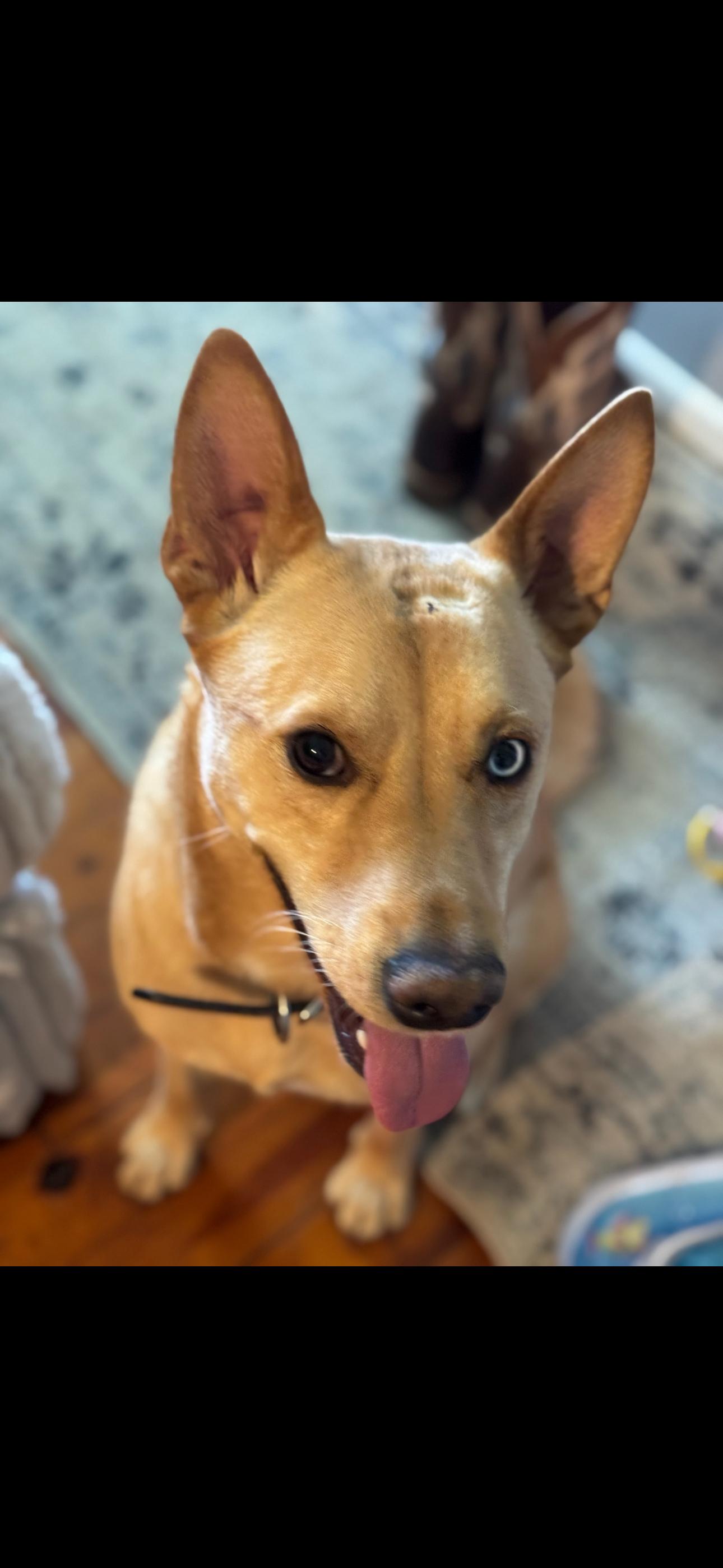 Enlarge Sweets, a Adoptable mixed breed in Dallas, TX image 1/3