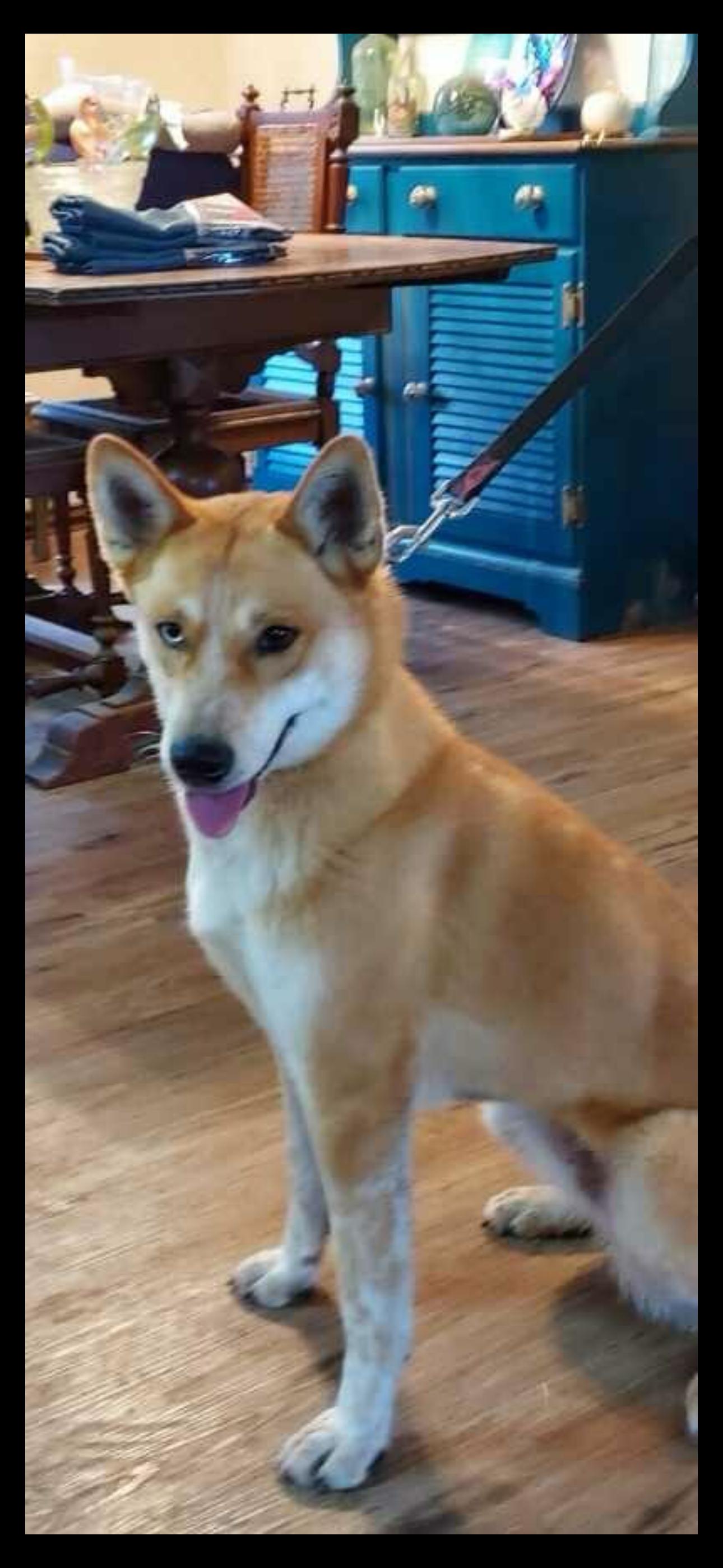 Enlarge Sweets, a Adoptable mixed breed in Dallas, TX image 3/3