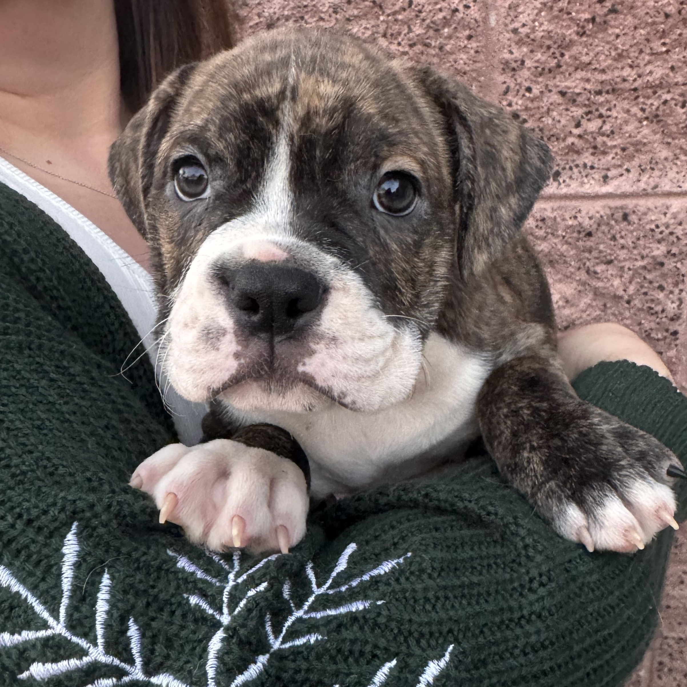 Augustus, Adoptable, Puppy Male American Bully & Bulldog.