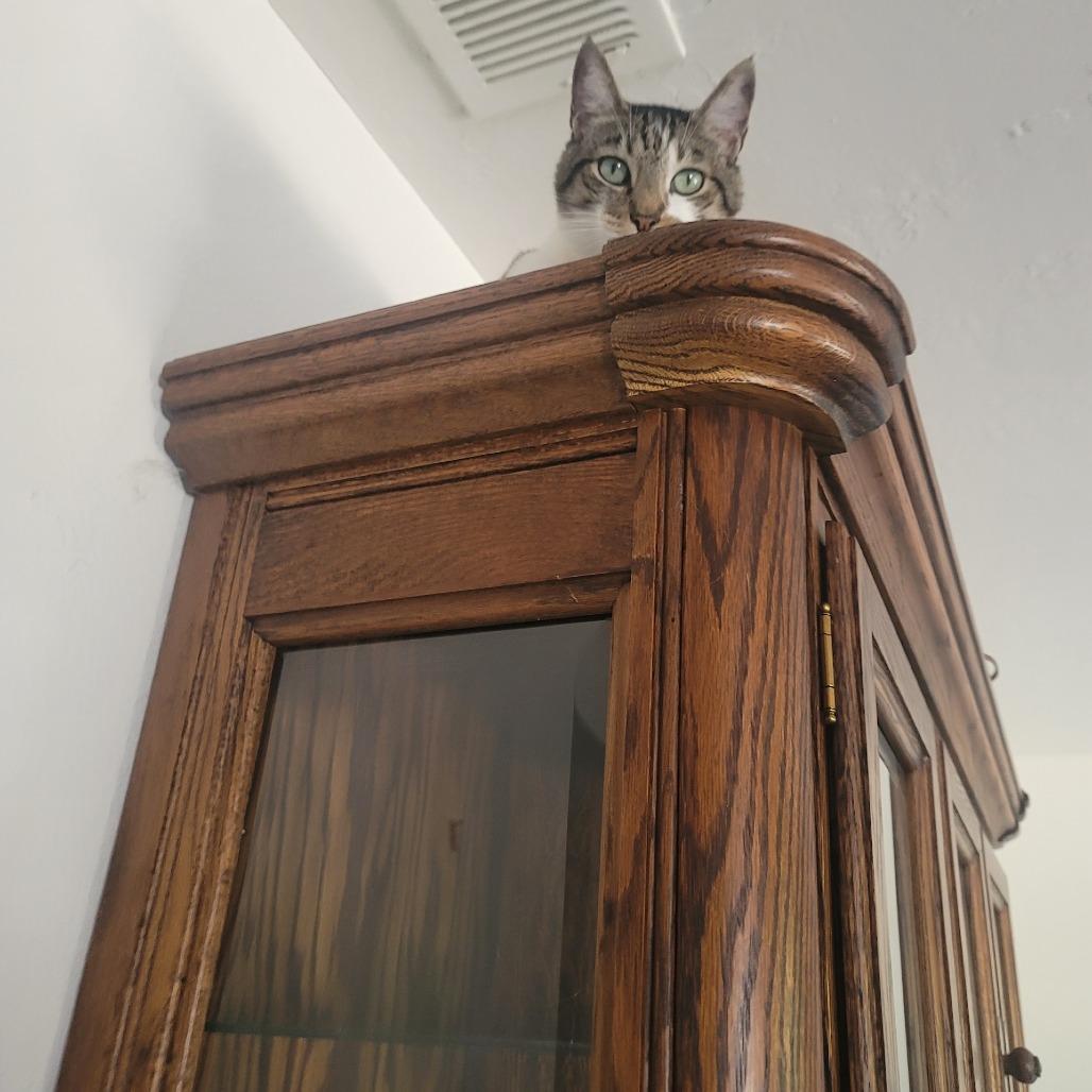 Enlarge *** KC, a Adoptable Domestic Short Hair in Oceanside, CA image 1/3