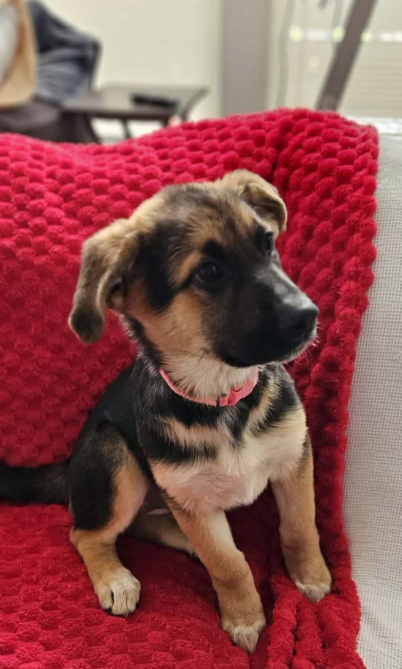 Serena, adopted, Puppy Female Shepherd.