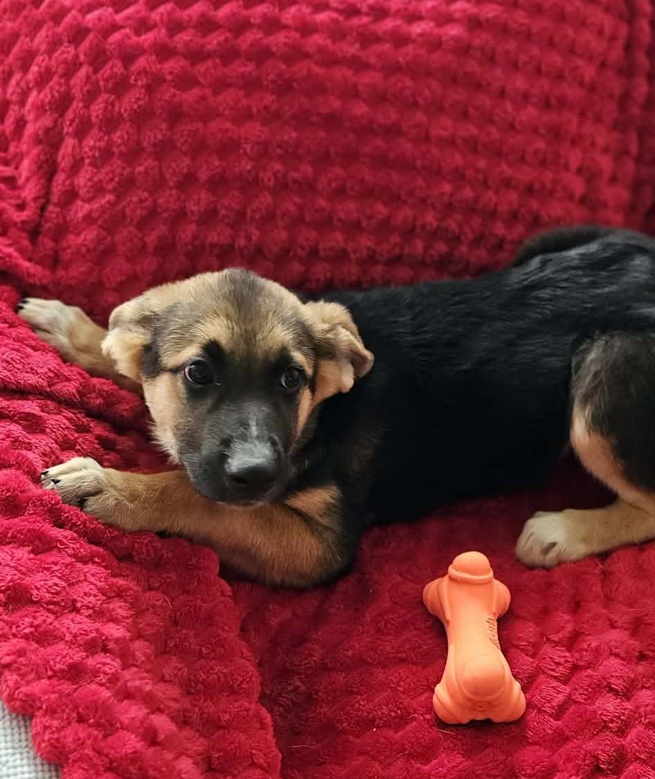 Enlarge Serena, an adopted mixed breed in Springfield, MA image 5/6