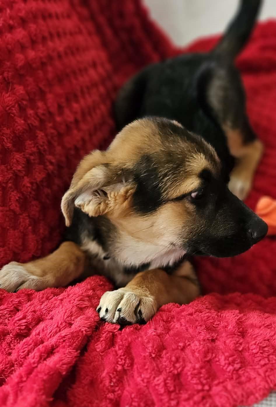 Enlarge Serena, an adopted mixed breed in Springfield, MA image 4/6