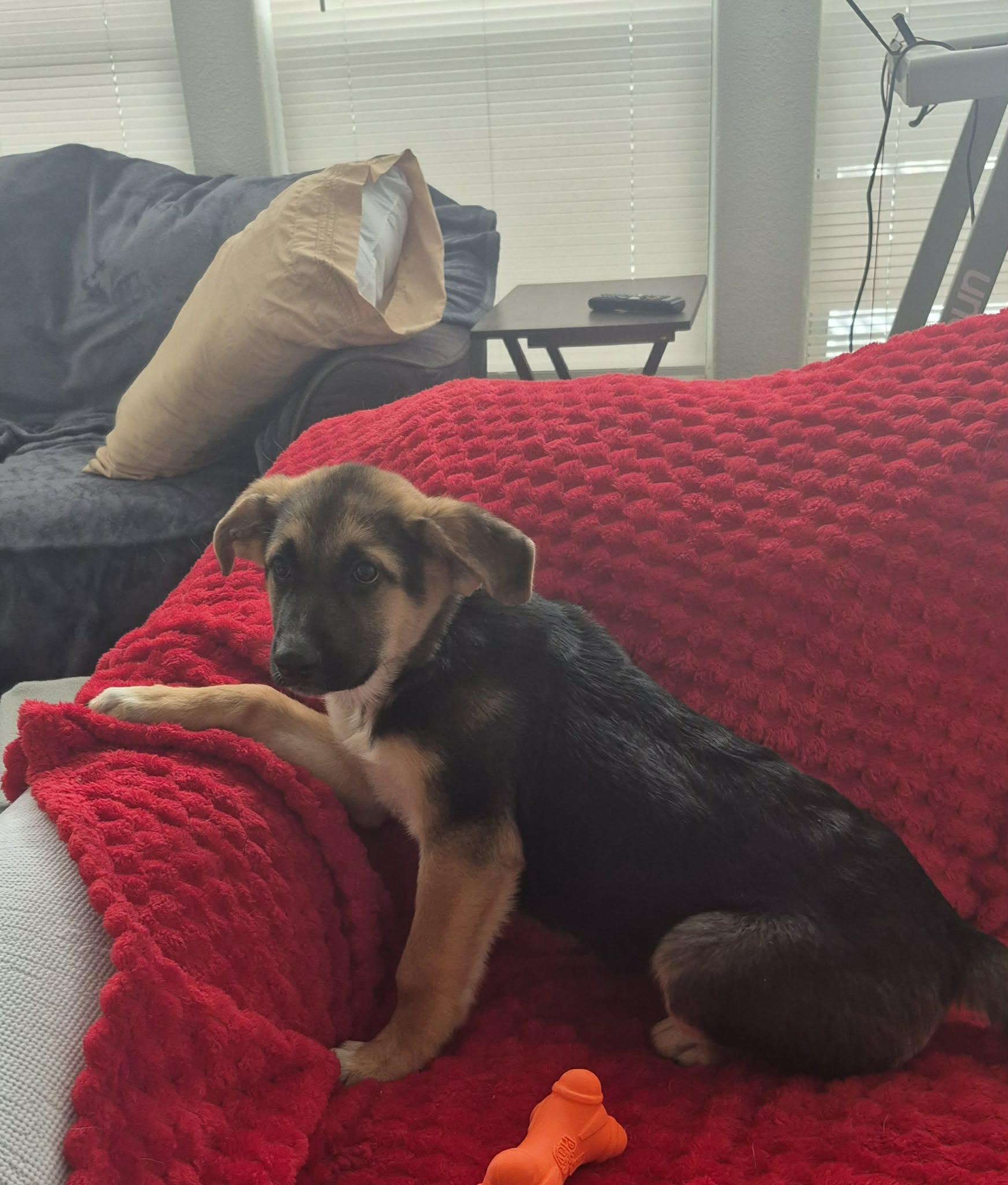 Enlarge Serena, an adopted mixed breed in Springfield, MA image 3/6