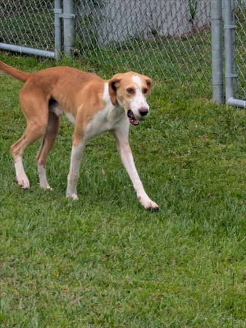 Enlarge A524464, a Adoptable Treeing Walker Coonhound in Wilmington, NC image 1/1
