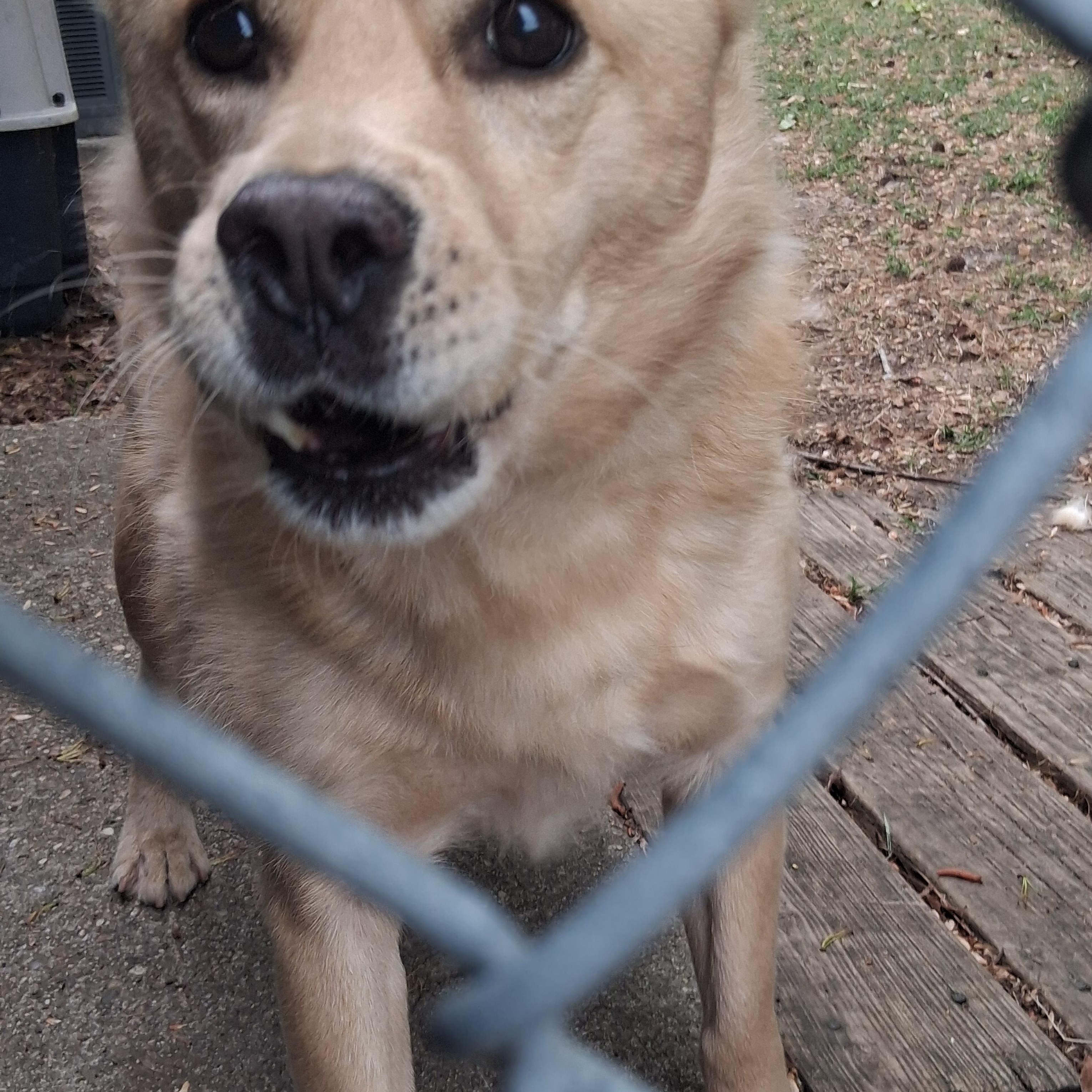Iggy, a ADOPTABLE mixed breed in Onley, VA image 2/4