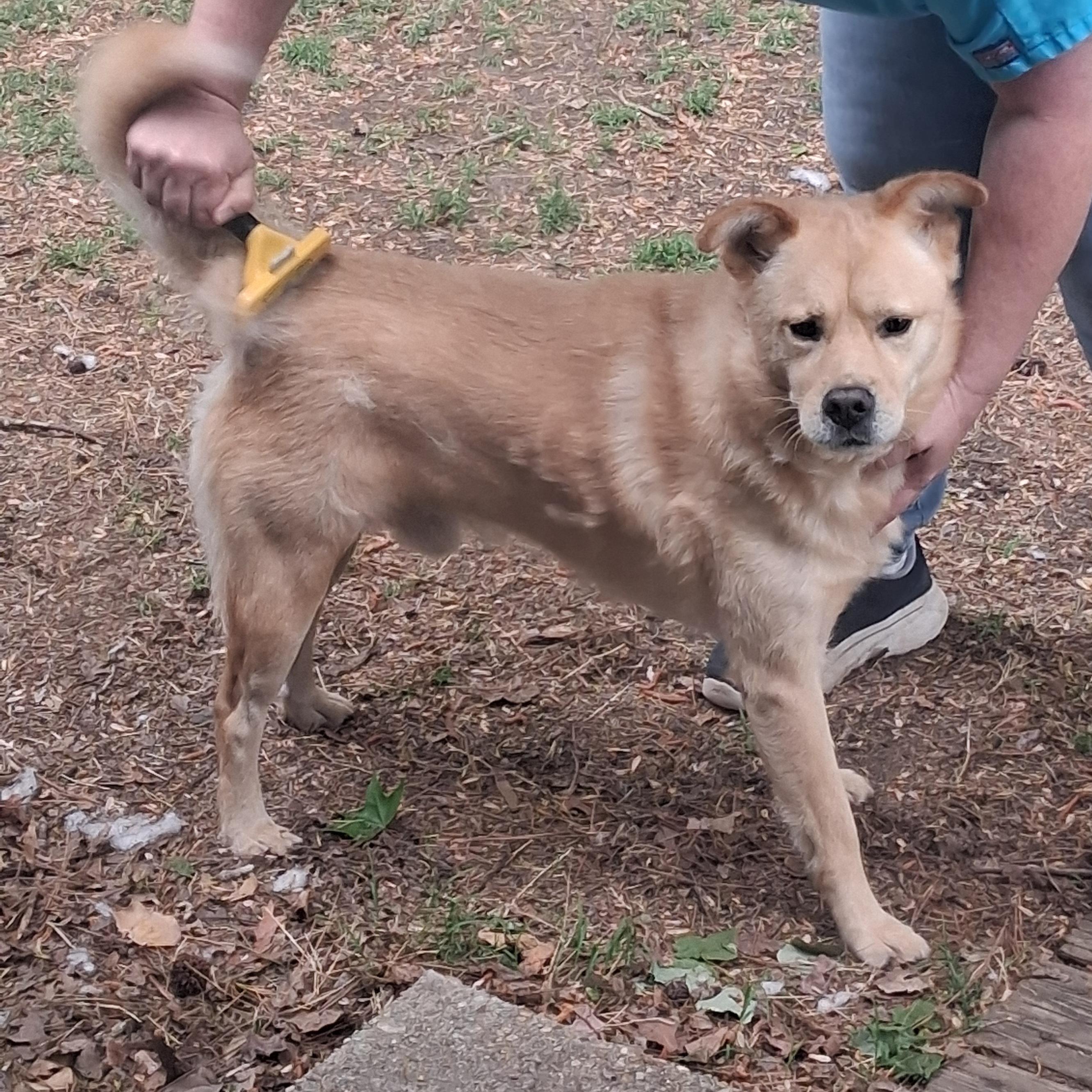 Iggy, a ADOPTABLE mixed breed in Onley, VA image 3/4