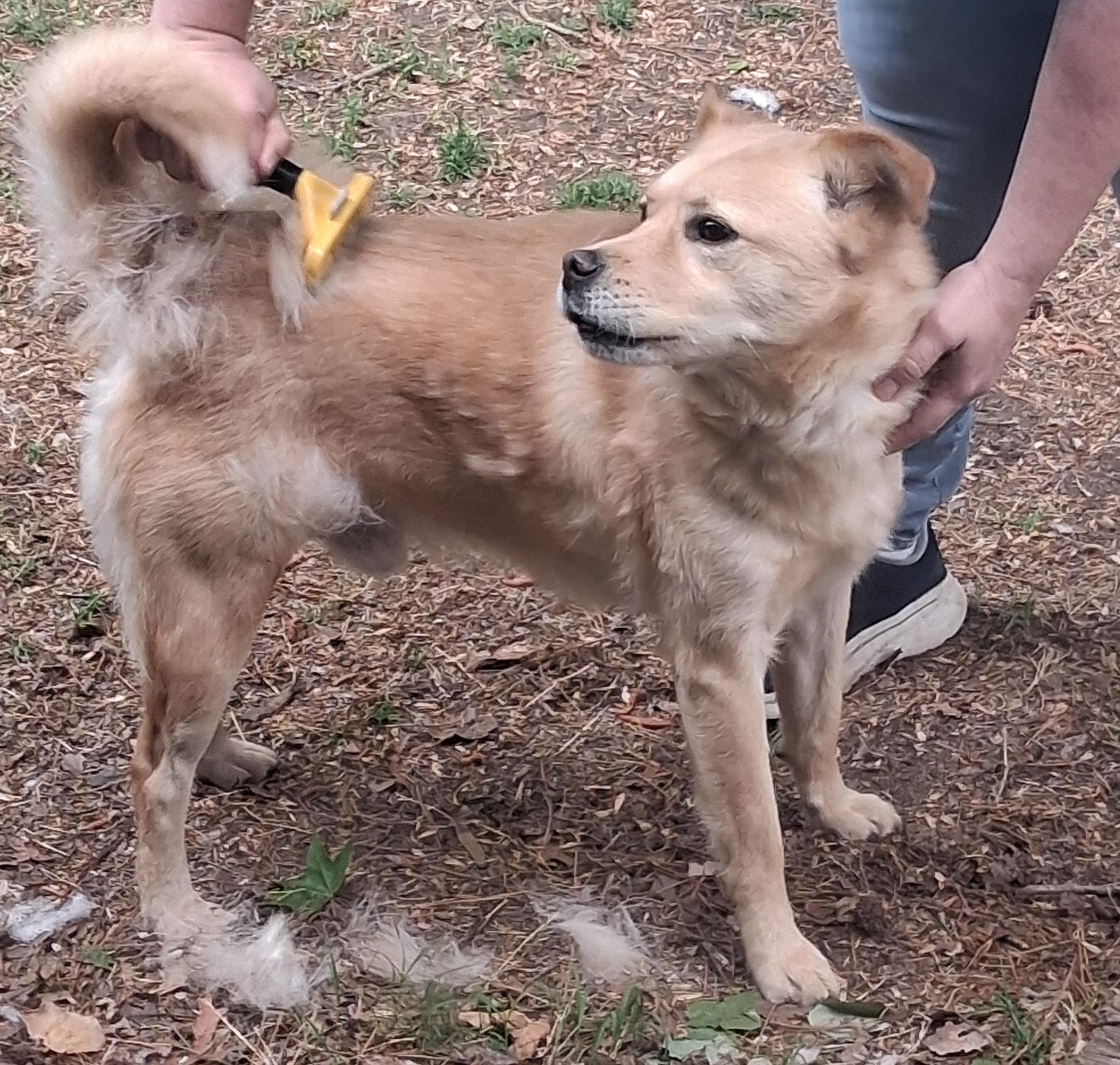 Iggy, a ADOPTABLE mixed breed in Onley, VA image 4/4