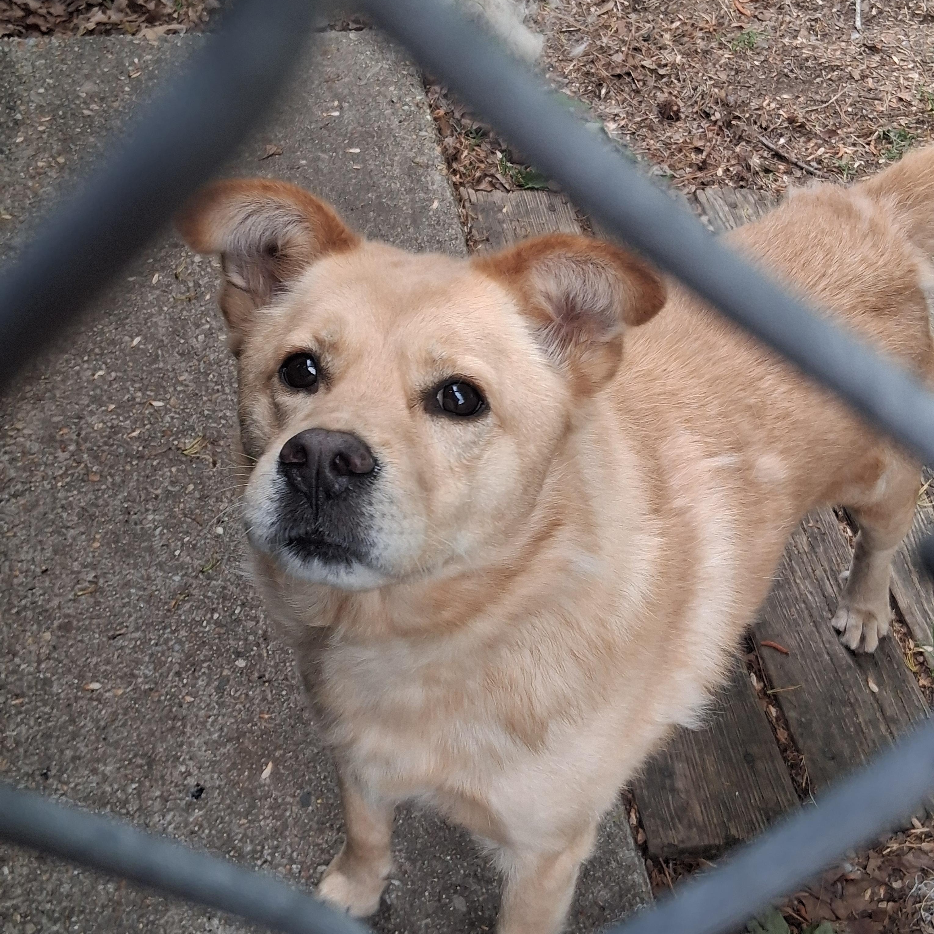 Iggy, a ADOPTABLE mixed breed in Onley, VA image 1/4