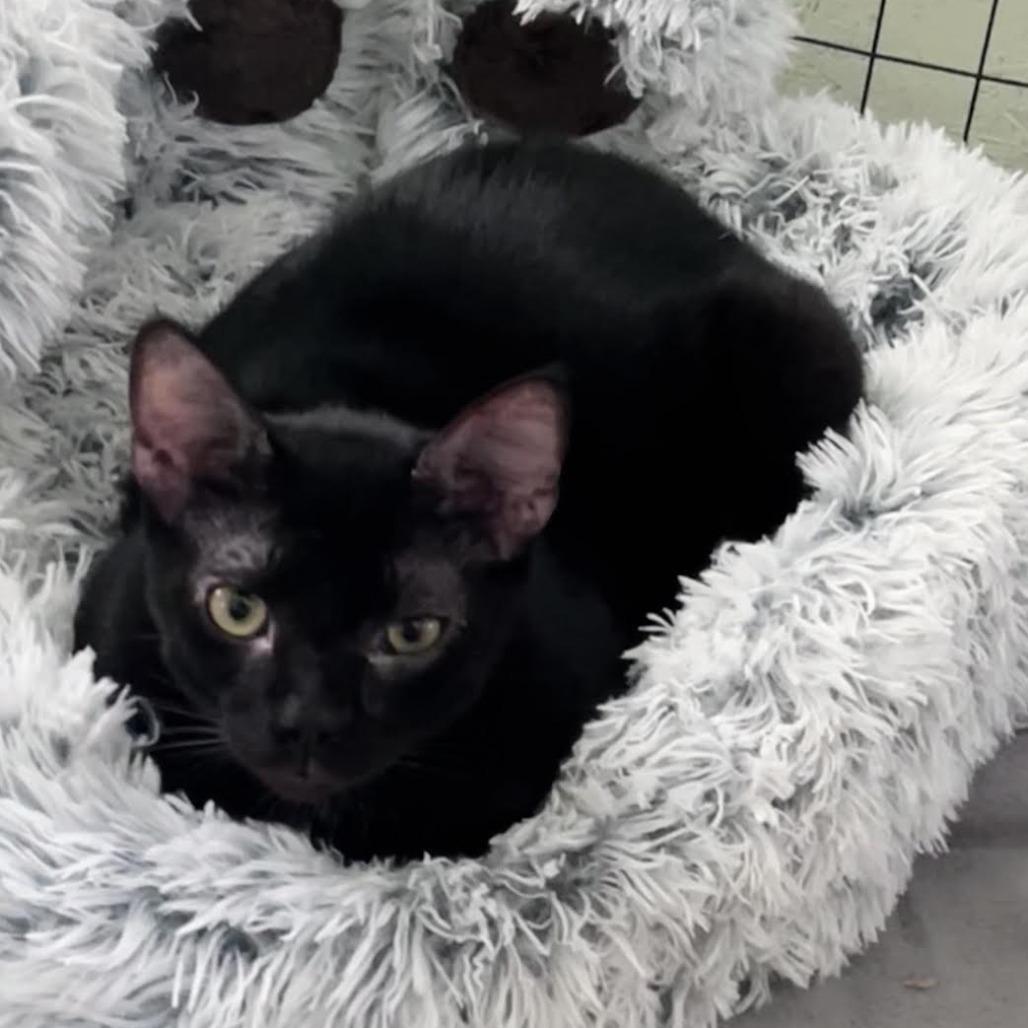 Batman, Adoptable, Young Male Domestic Short Hair.