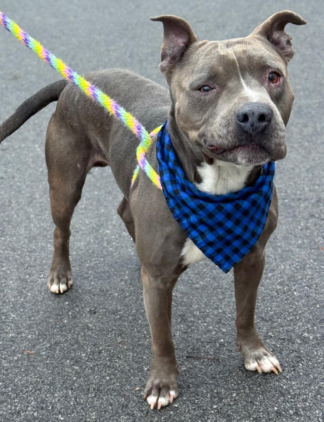 Enlarge Picasso, a Adoptable Pit Bull Terrier in merrillville, IN image 1/6
