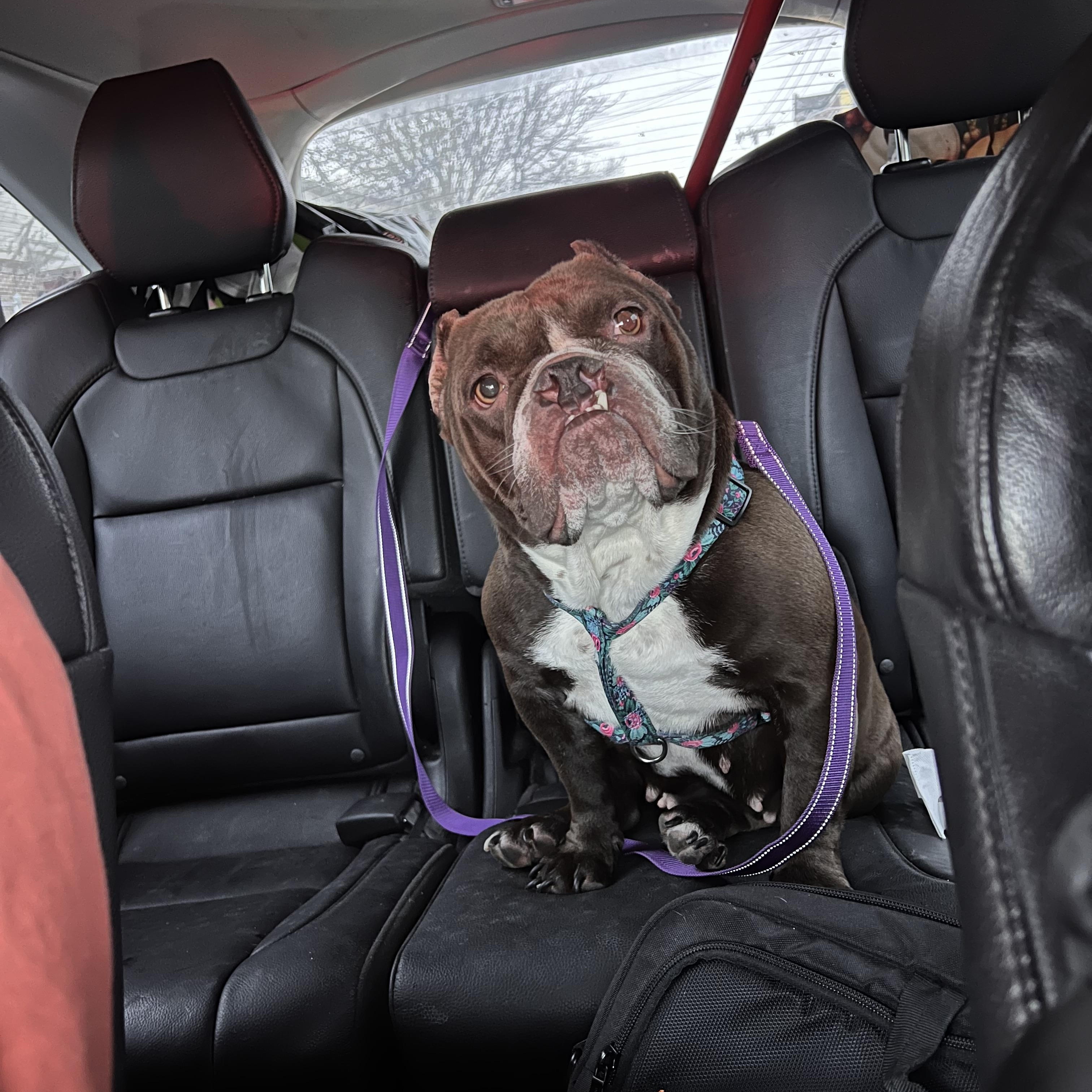 Enlarge Mona Lisa, a ADOPTABLE mixed breed in Palisades Park, NJ image 3/5