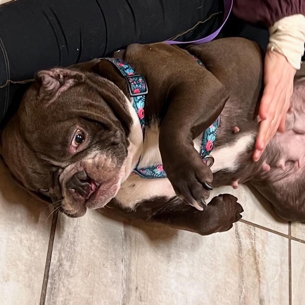 Enlarge Mona Lisa, a ADOPTABLE mixed breed in Palisades Park, NJ image 4/5