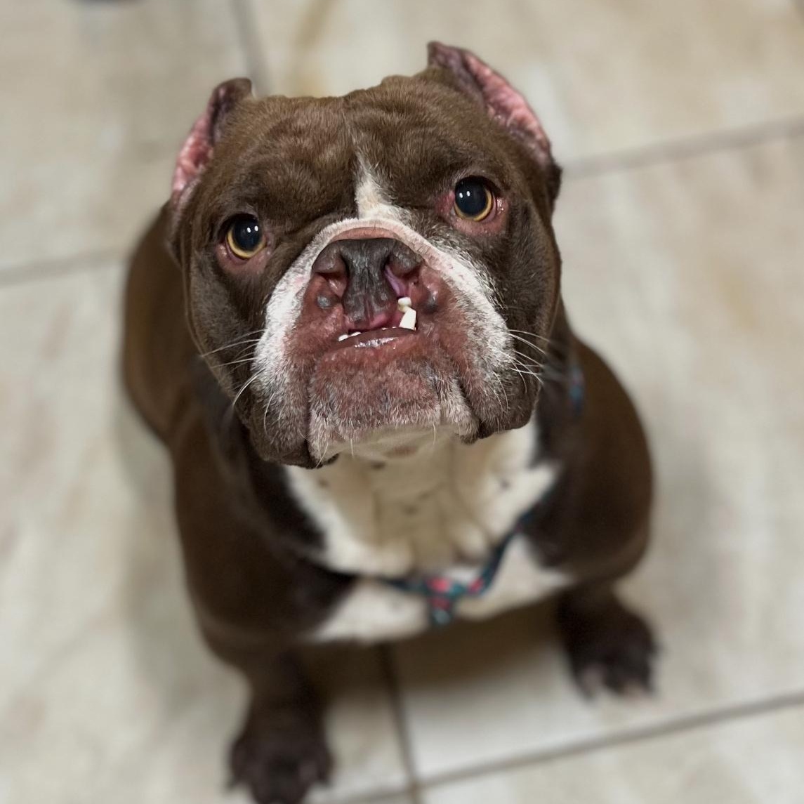 Mona Lisa, ADOPTABLE, Young Female American Bully.