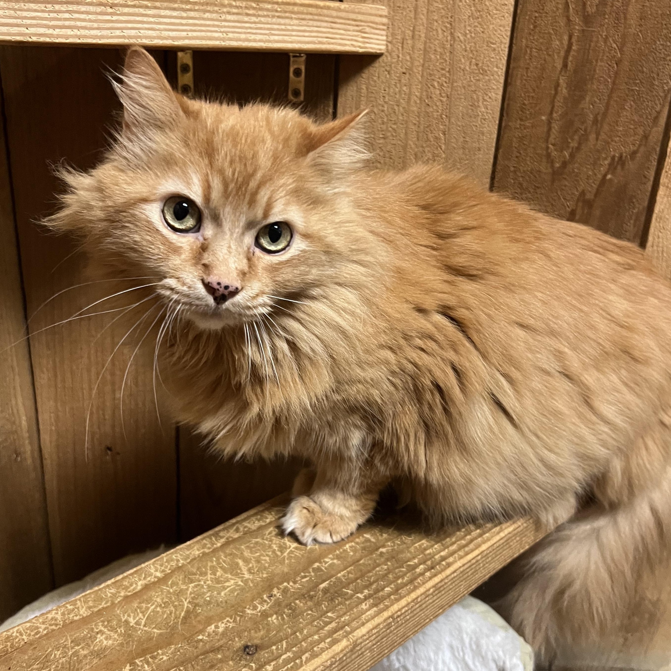 Marley, an adopted Domestic Long Hair in Spokane, WA image 1/3