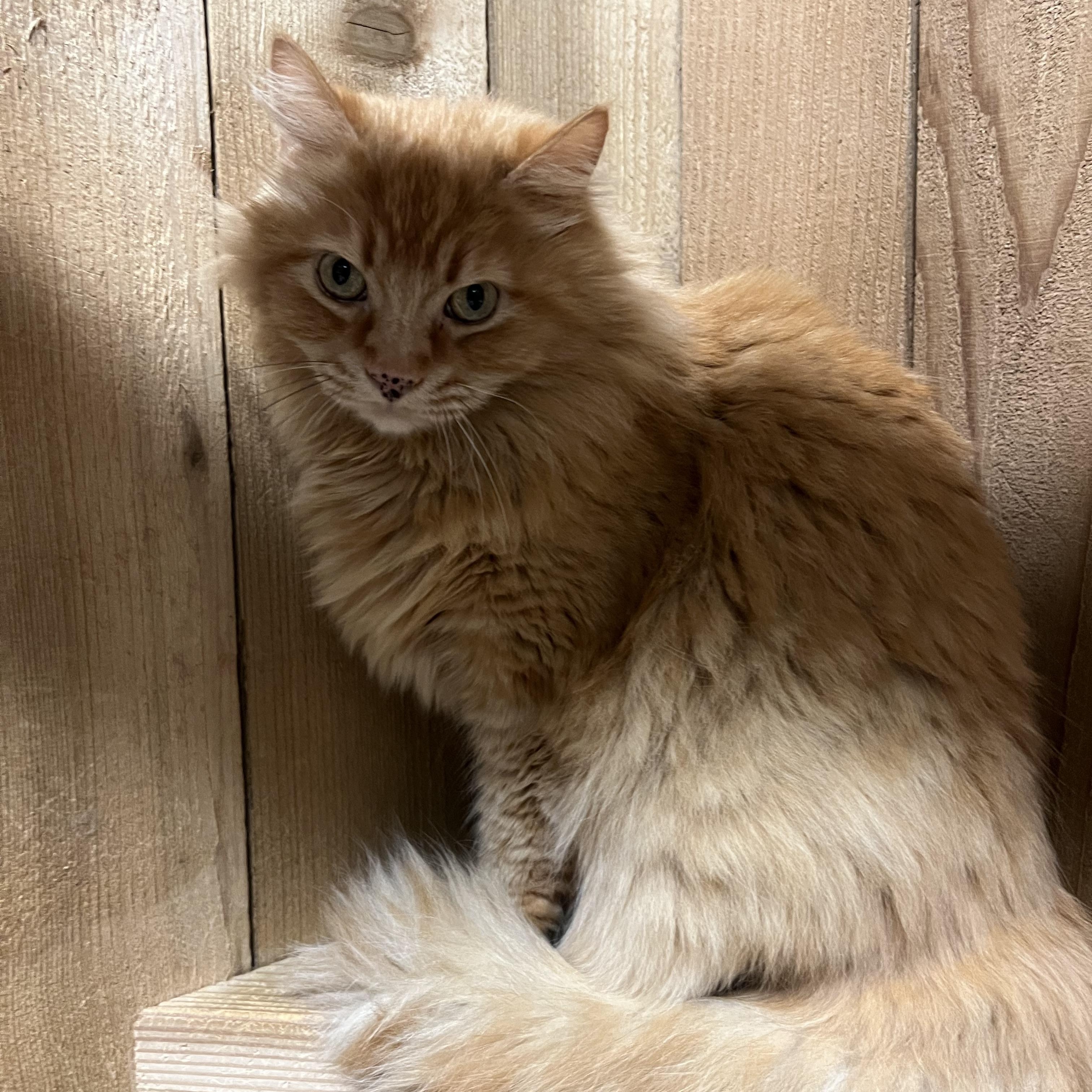 Marley, an adopted Domestic Long Hair in Spokane, WA image 3/3
