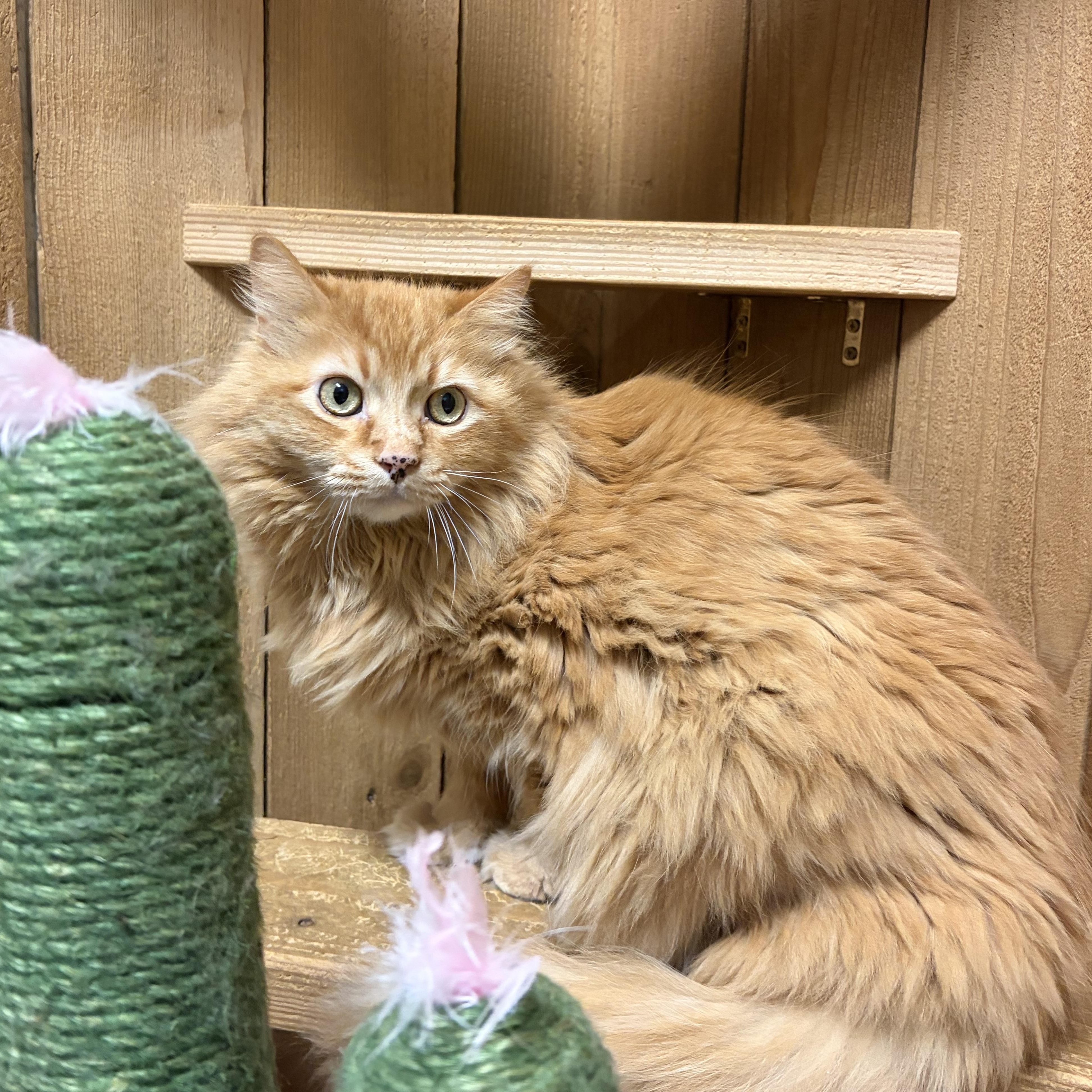 Marley, an adopted Domestic Long Hair in Spokane, WA image 2/3