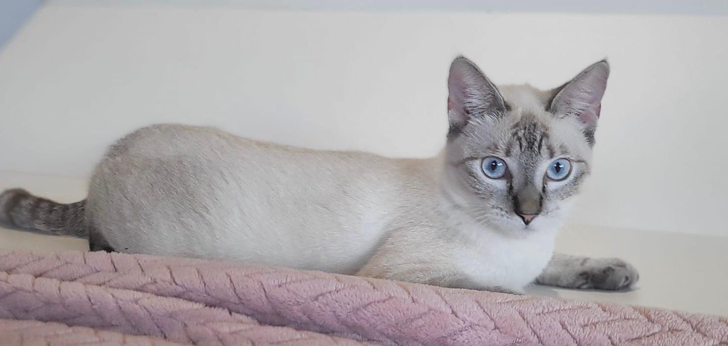 Enlarge Blue, an adopted Siamese in Somerville, MA image 3/4